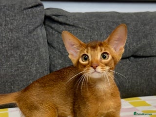 Abyssinian cats Raised with Love Abyssinian Kittens - Advert 2