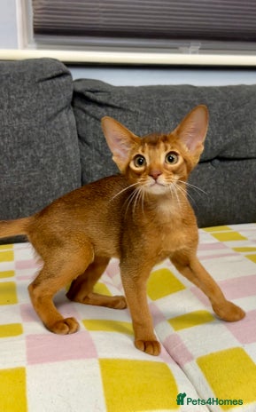 Abyssinian cats Raised with Love Abyssinian Kittens - Advert 12