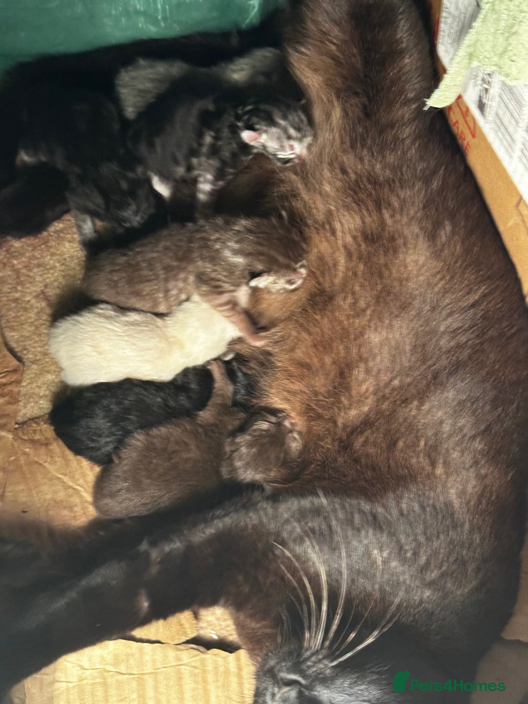 Persian cats for sale: CHOCOLATE PERSIAN KITTENS - Image 20