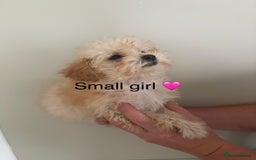 Poochon dogs for sale: Poochon puppies - Image 1