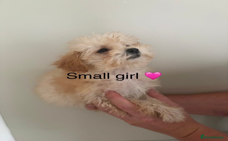 Poochon dogs - Advert 6