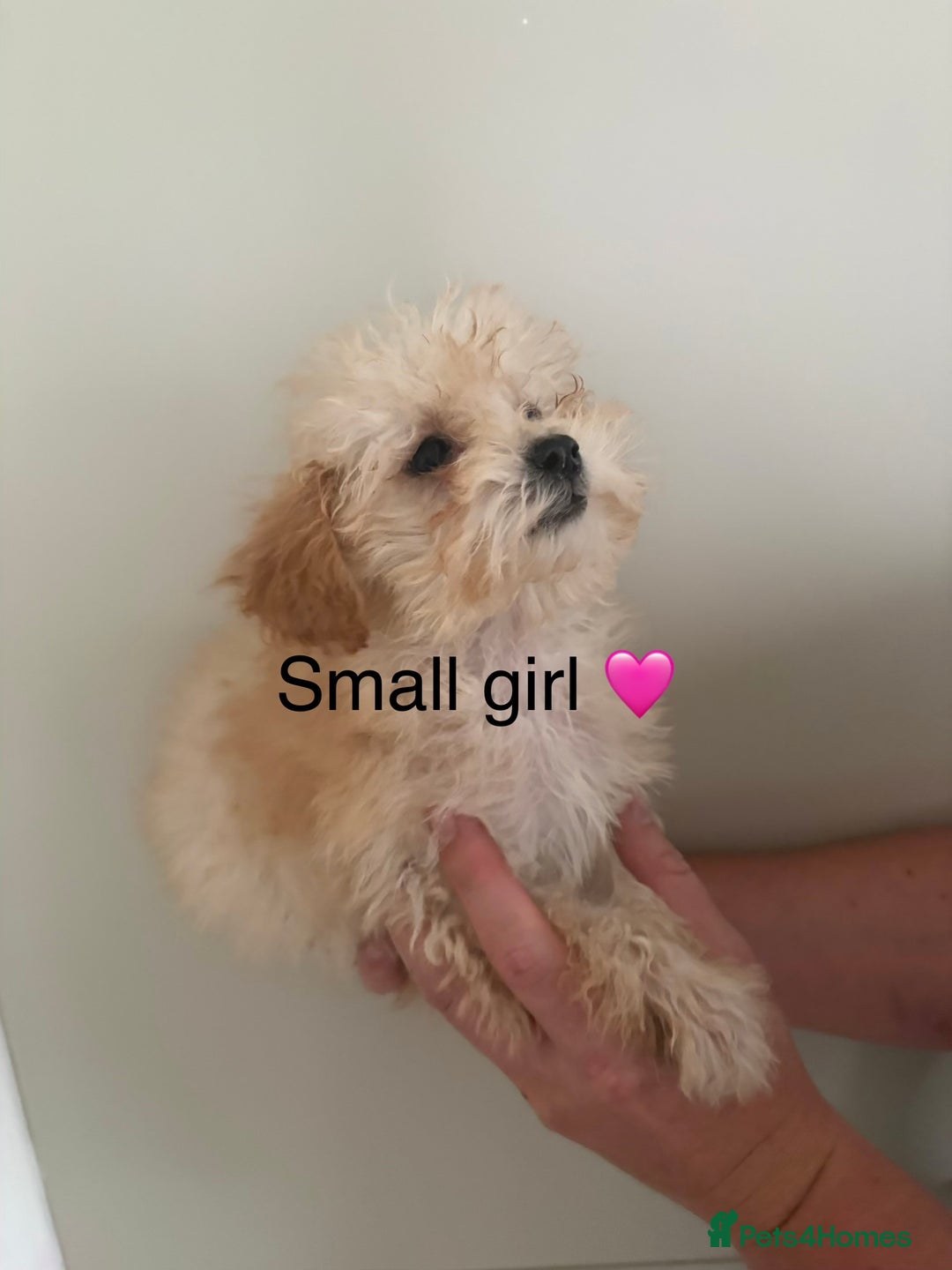 Poochon dogs for sale: Poochon puppies - Image 1