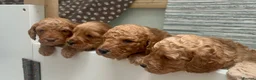 Cockapoo dogs for sale: X6 Cockapoo Puppies in Swindon - Advert 10
