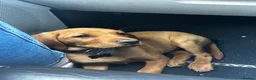 Labrador Retriever dogs for sale: Red fox lab puppy  - Advert 16