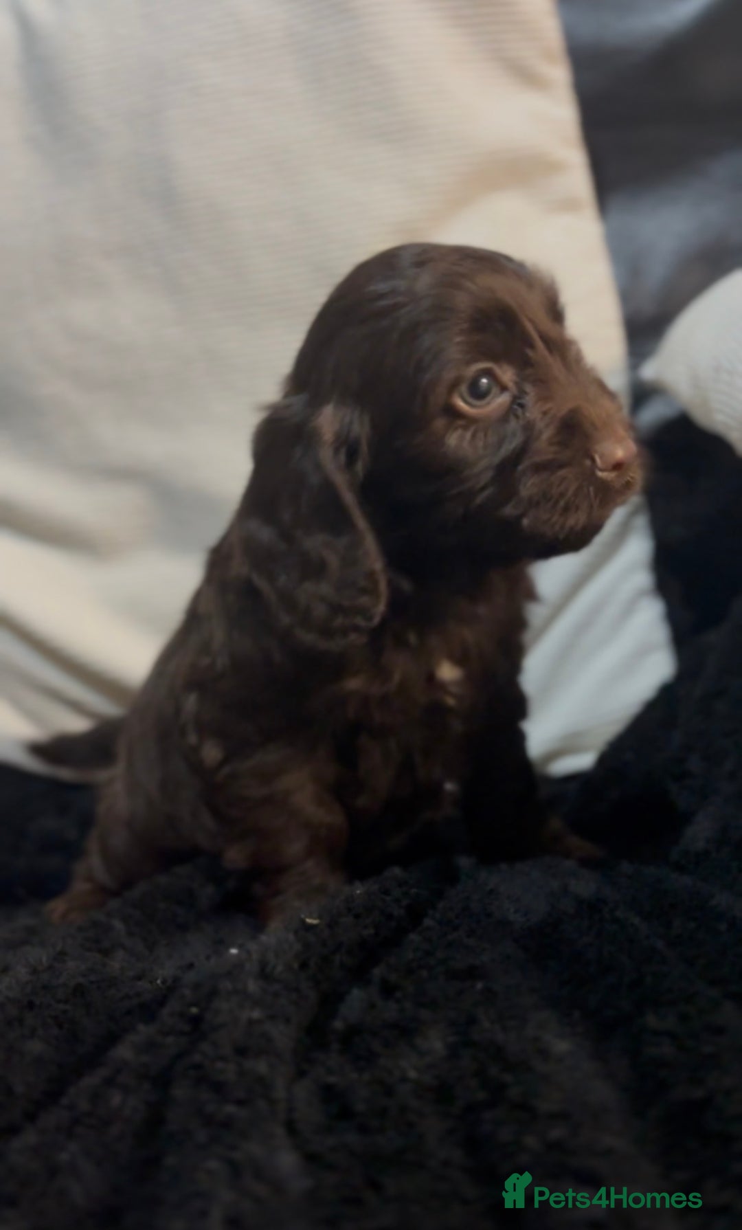 Cockapoo dogs for sale: Adorable F1B Cockapoos❤️💙 🐾 - Advert 10