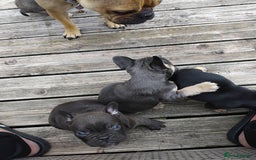 French Bulldog dogs for sale: French bulldogs puppys in Nottingham - Image 6