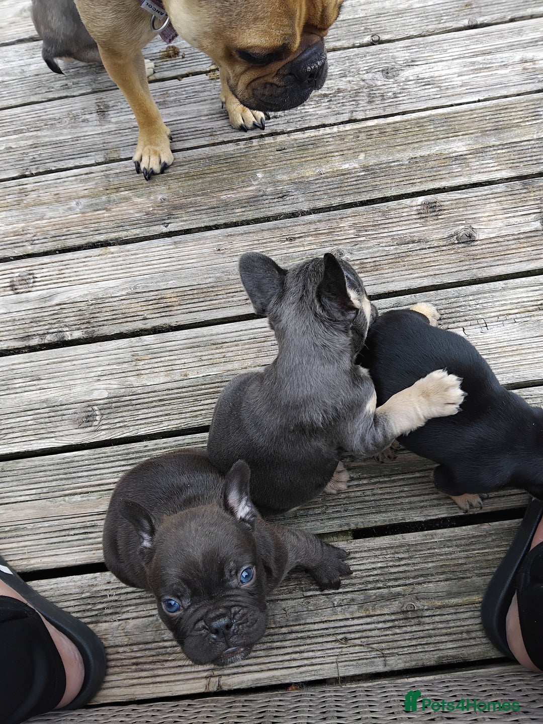 French Bulldog dogs for sale: French bulldogs puppys in Nottingham - Image 6