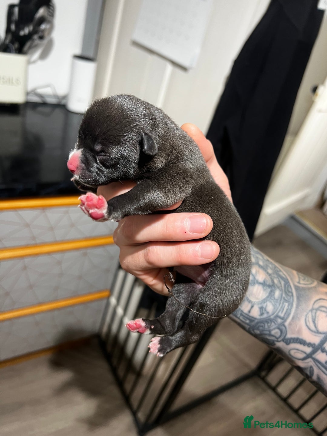 Mixed Breed dogs for sale: Blue american bulldog X belgian malinois - Image 5