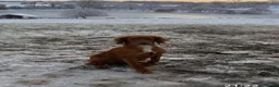 Cocker Spaniel dogs for sale: KC Reg Stunning Red Working Cocker Pups - Kent in Tunbridge Wells - Advert 10