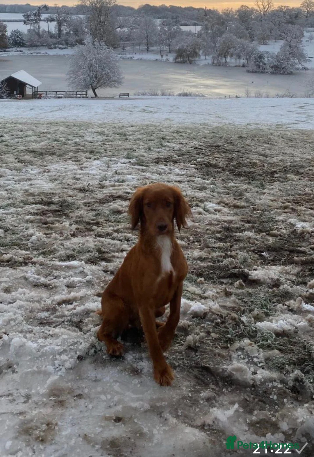 Cocker Spaniel dogs for sale: KC Reg Stunning Red Working Cocker Pups - Kent in Tunbridge Wells - Advert 10