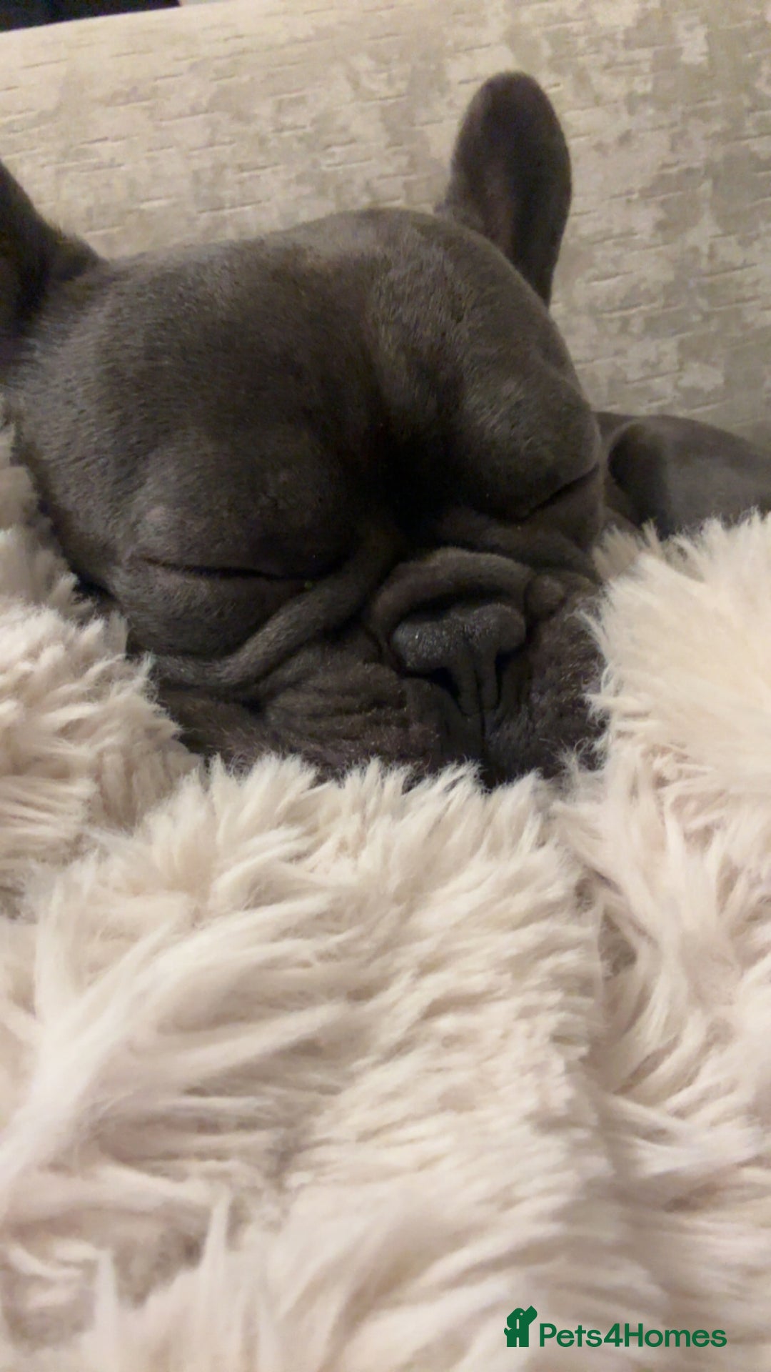 French Bulldog dogs for sale: French bulldog 3 years old - Advert 6