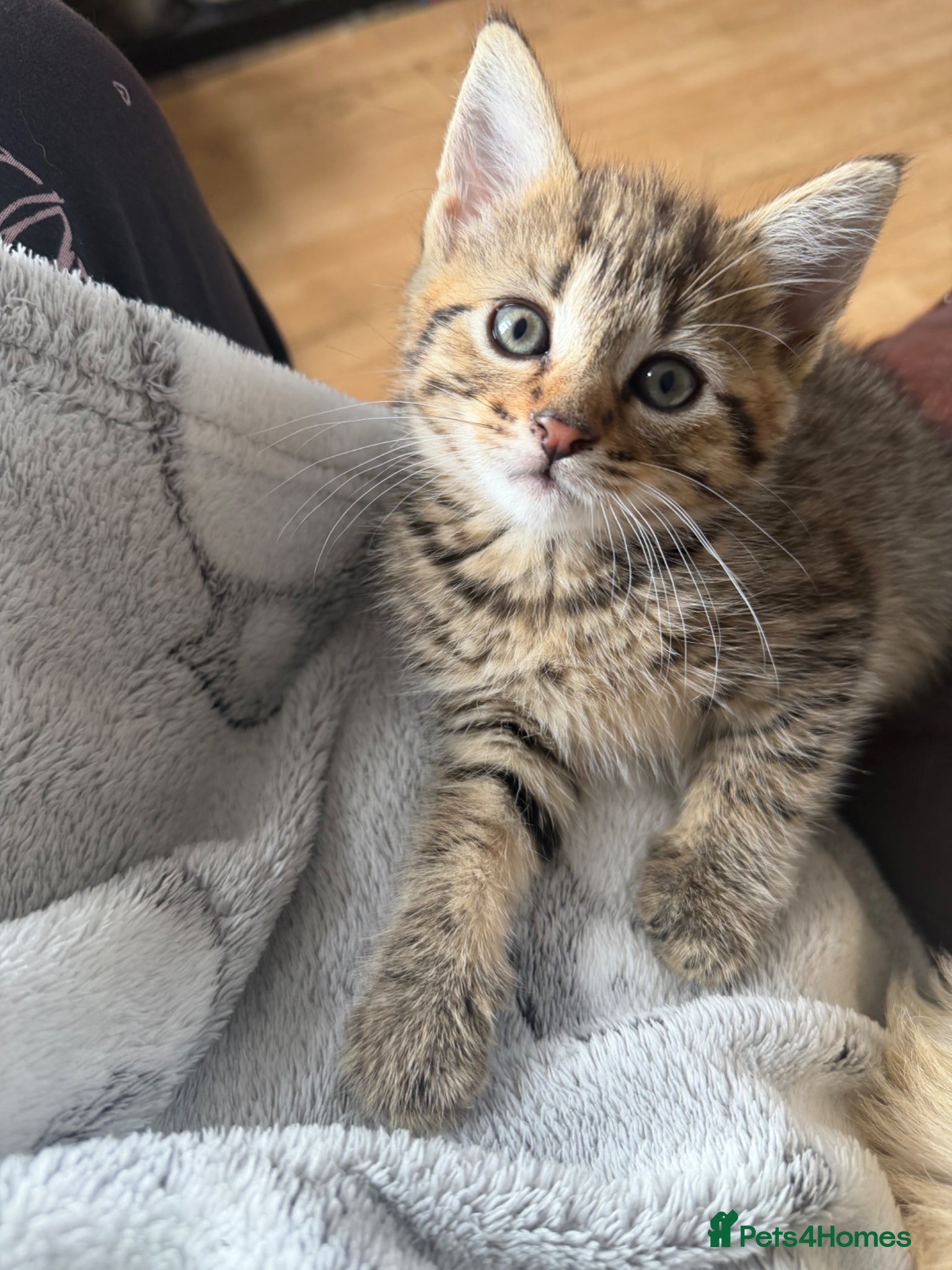 Domestic Shorthair cats for sale: Female kitten - Advert 2