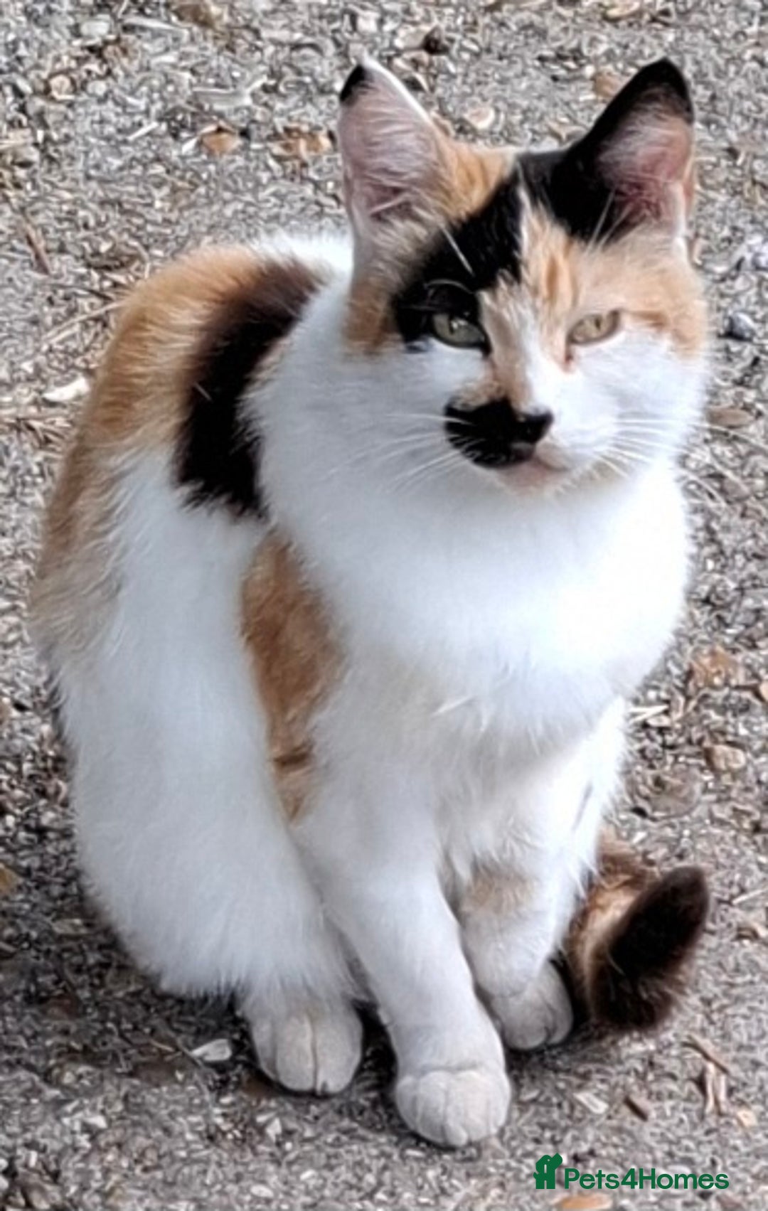 Mixed Breed cats for sale: Kittens for sale - Image 10