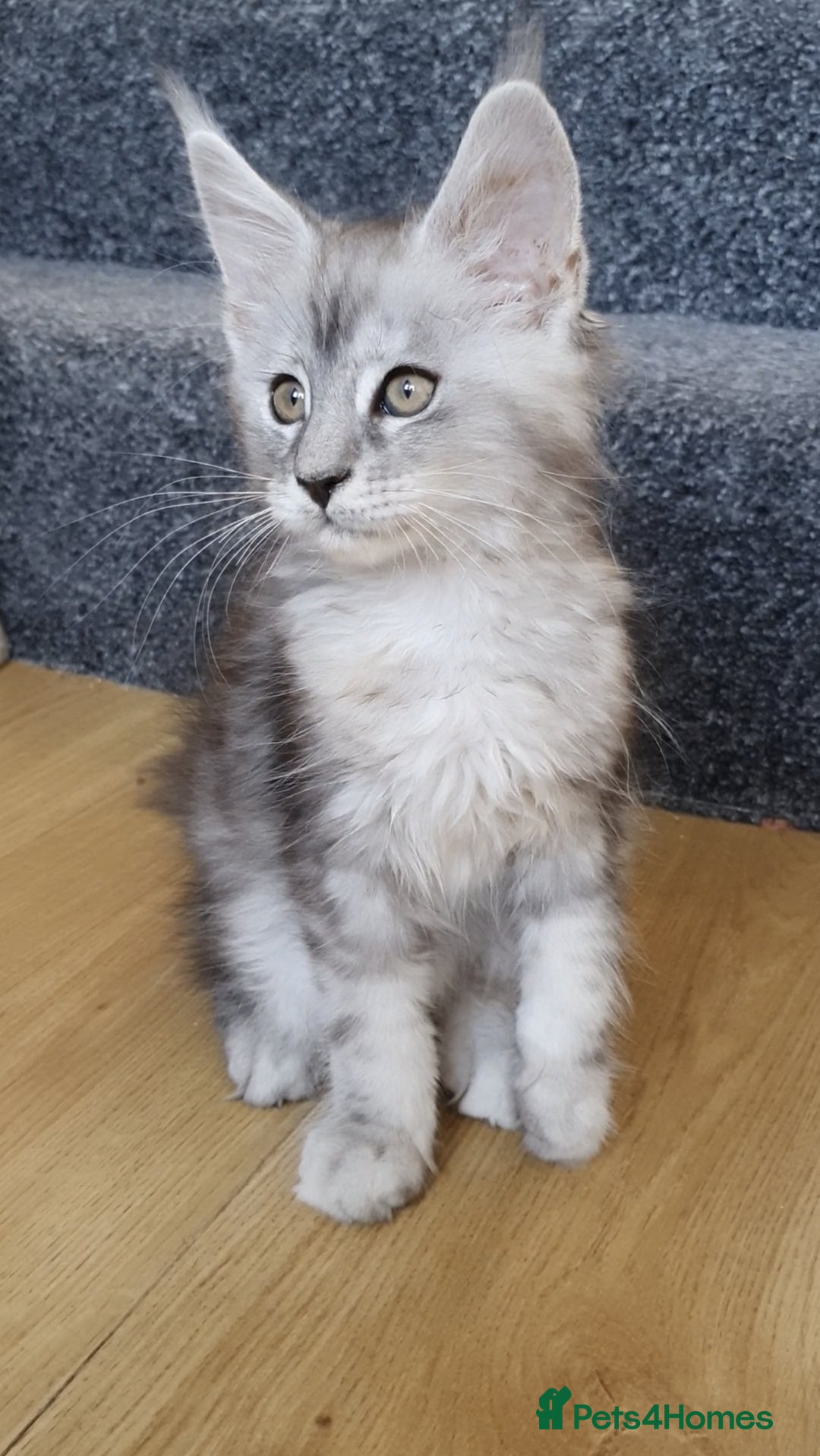 Maine Coon cats for sale: pure reg maine coon kittens - Image 6