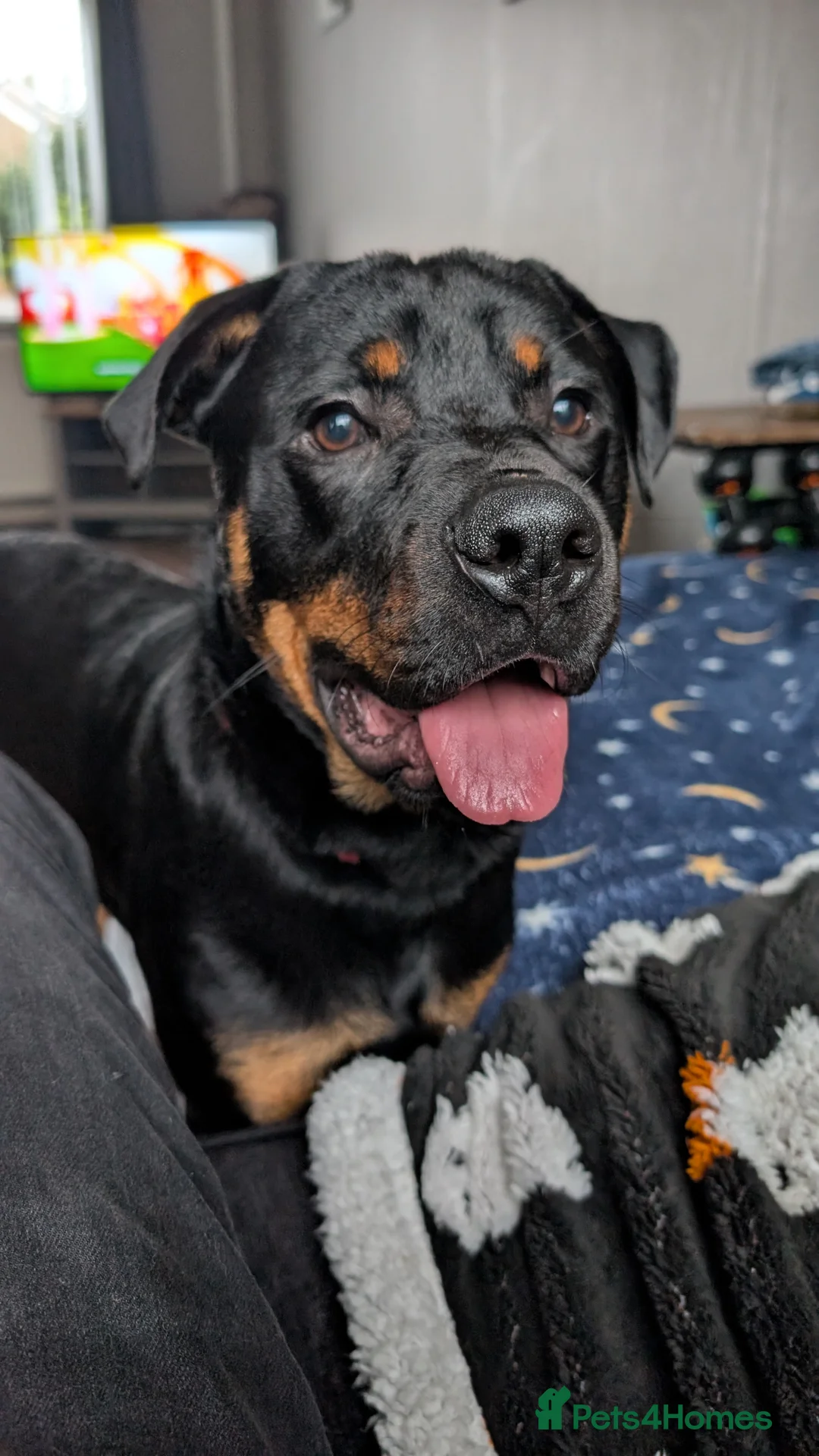 Rottweiler dogs for sale: 10 month old family Rottweiler in need of new home - Advert 3