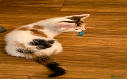 Mixed Breed cats for sale: 4 boys and 2 girls Family-Raised, Well-Socialised  - Image 18