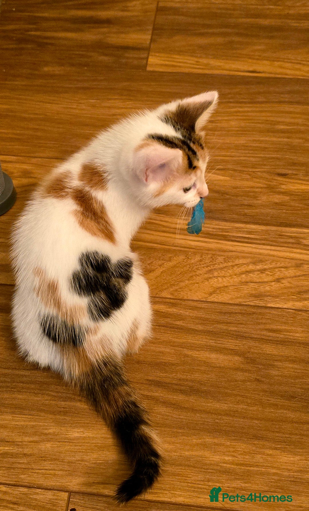 Mixed Breed cats for sale: 4 boys and 2 girls Family-Raised, Well-Socialised  - Image 18