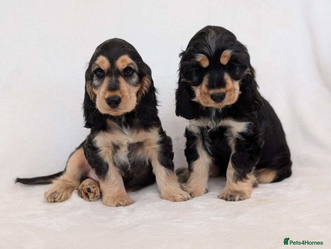 Cocker Spaniel dogs for sale: Stunning Show Cocker Spaniel puppies - Image 5