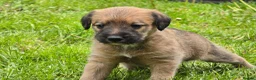 Mixed Breed dogs for sale: Bedlington whippet. Woody & Paddy - Advert 7