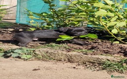 Patterdale Terrier dogs for sale: Quality patterdale terriers  - Image 8