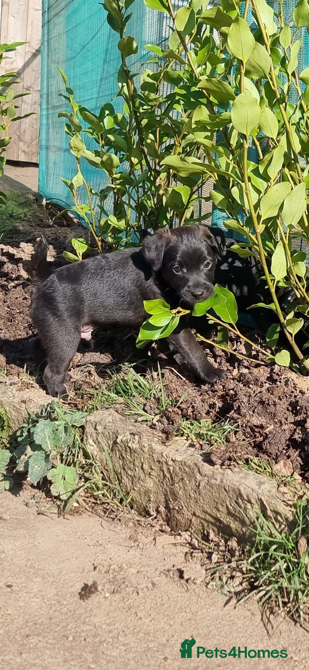 Patterdale Terrier dogs for sale: Quality patterdale terriers  - Image 8