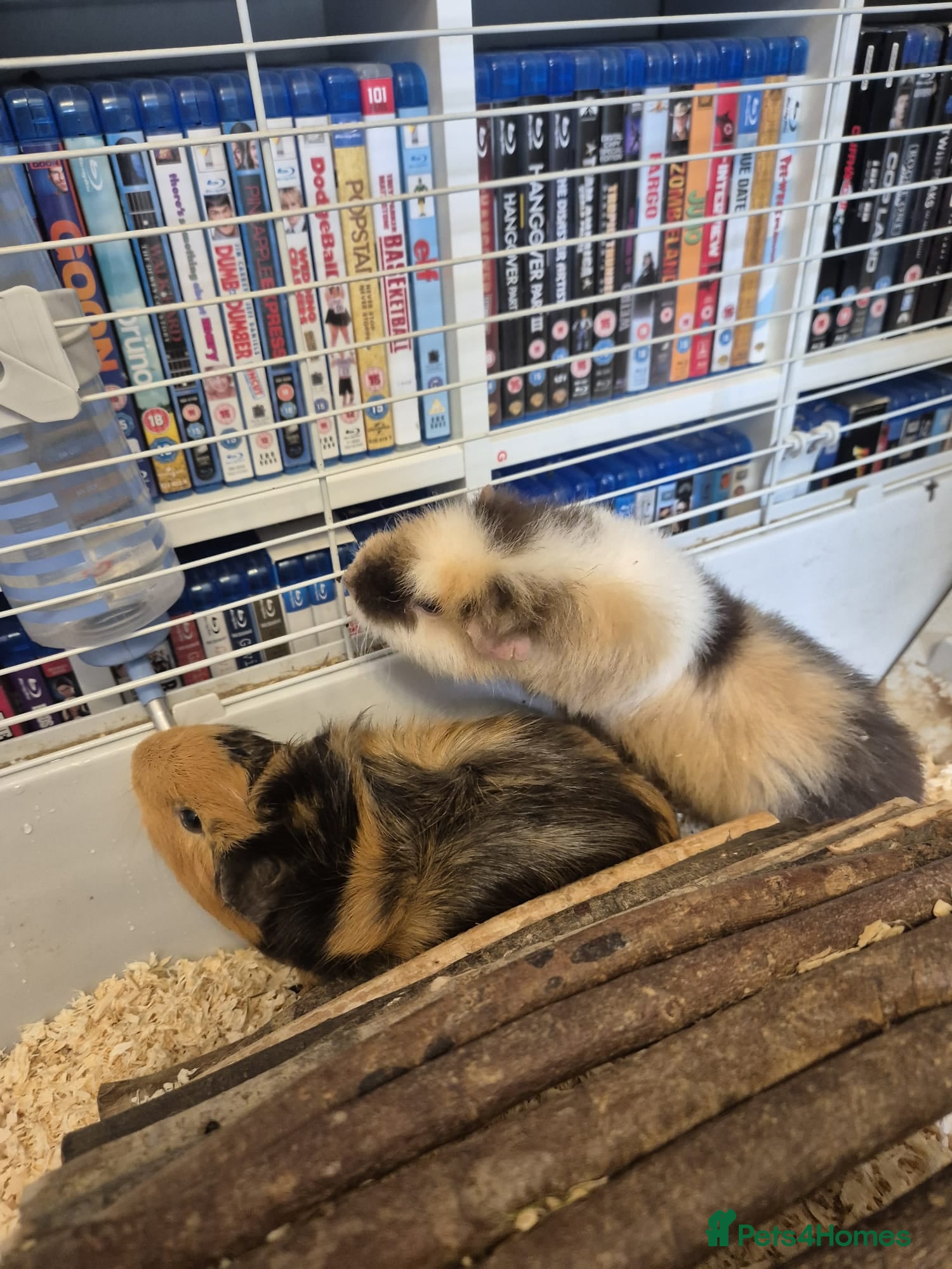 Guinea Pig rodents 2 x Male Guinea-pigs and hutch - Advert 1