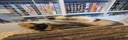Guinea Pig rodents for sale: 2 x Male Guinea-pigs and hutch in Deeside - Advert 1