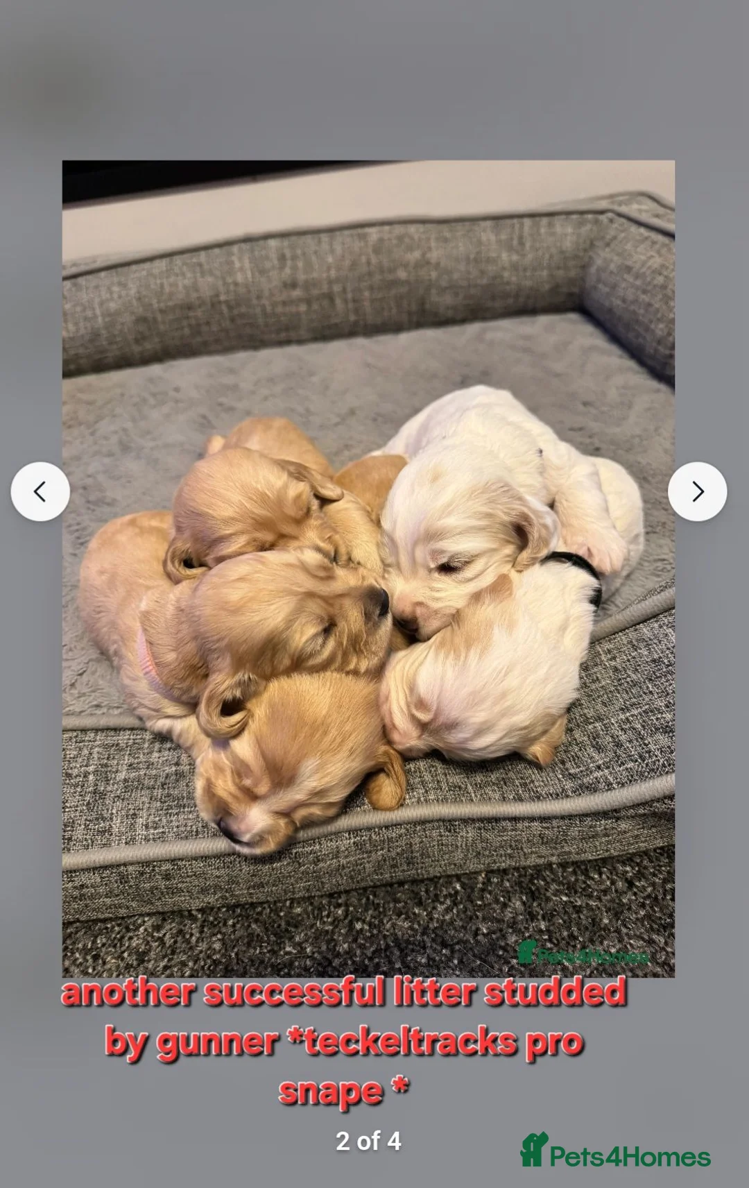 Cocker Spaniel dogs for stud:  Kc registered Cocker spaniel stud - Advert 2