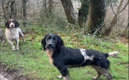 English Springer Spaniel dogs for sale: Springer Spaniel Puppies for sale  - Image 9
