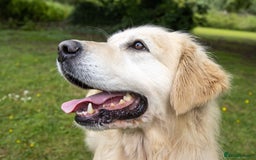 Golden Retriever dogs for sale: INTERNATIONAL PEDIGREE MOST HEALTH TESTED LITTER. - Image 5