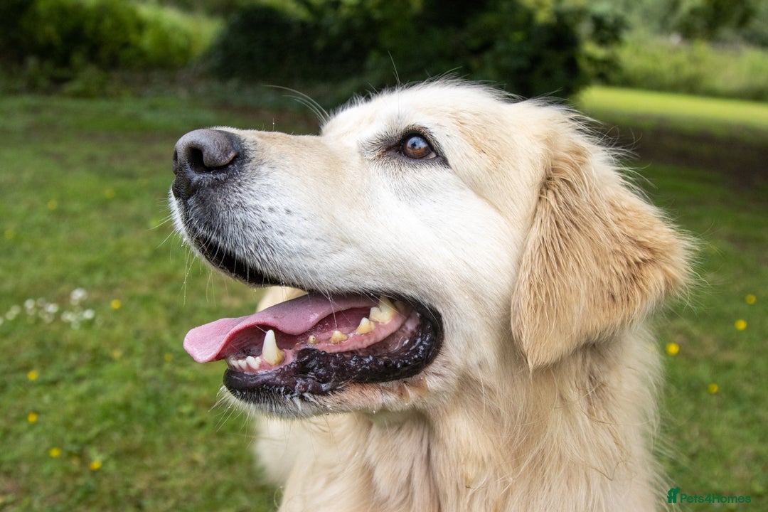 Golden Retriever dogs for sale: INTERNATIONAL PEDIGREE MOST HEALTH TESTED LITTER. - Image 5