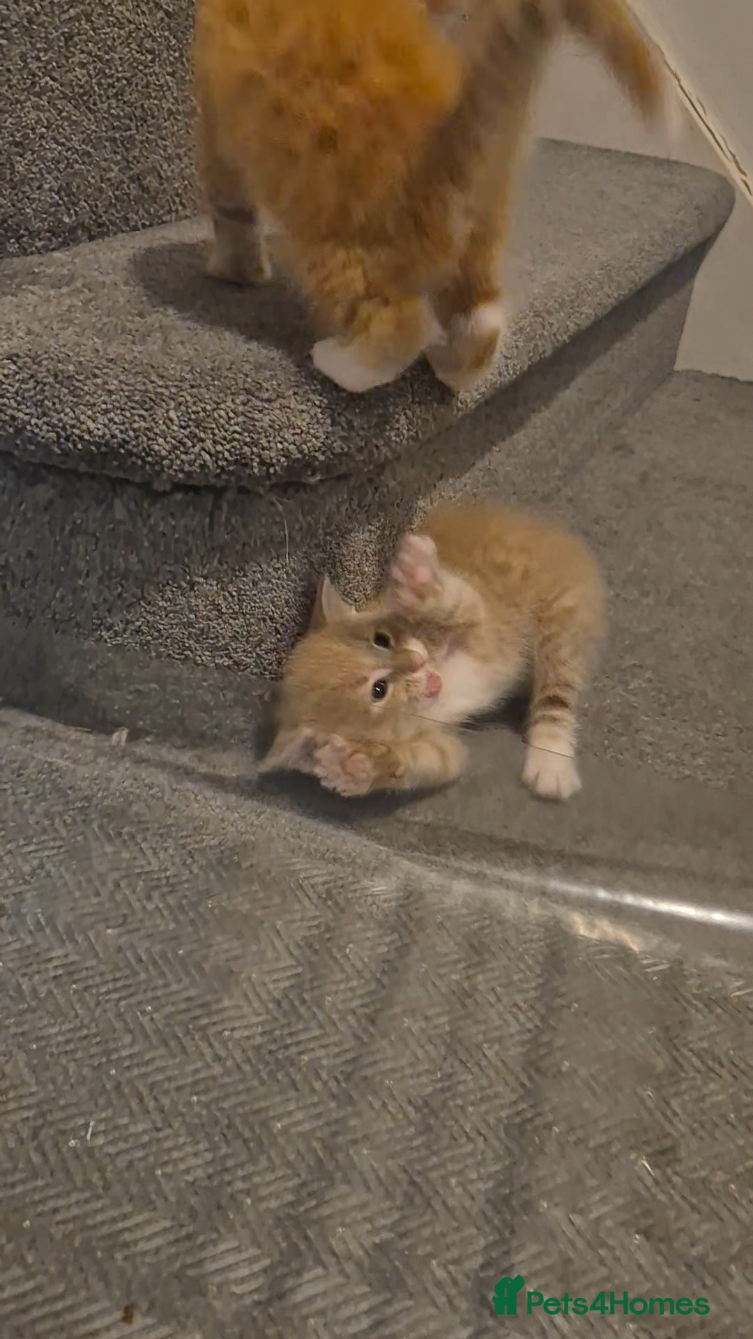 Mixed Breed cats for sale: Ginger kitten male left  - Image 6