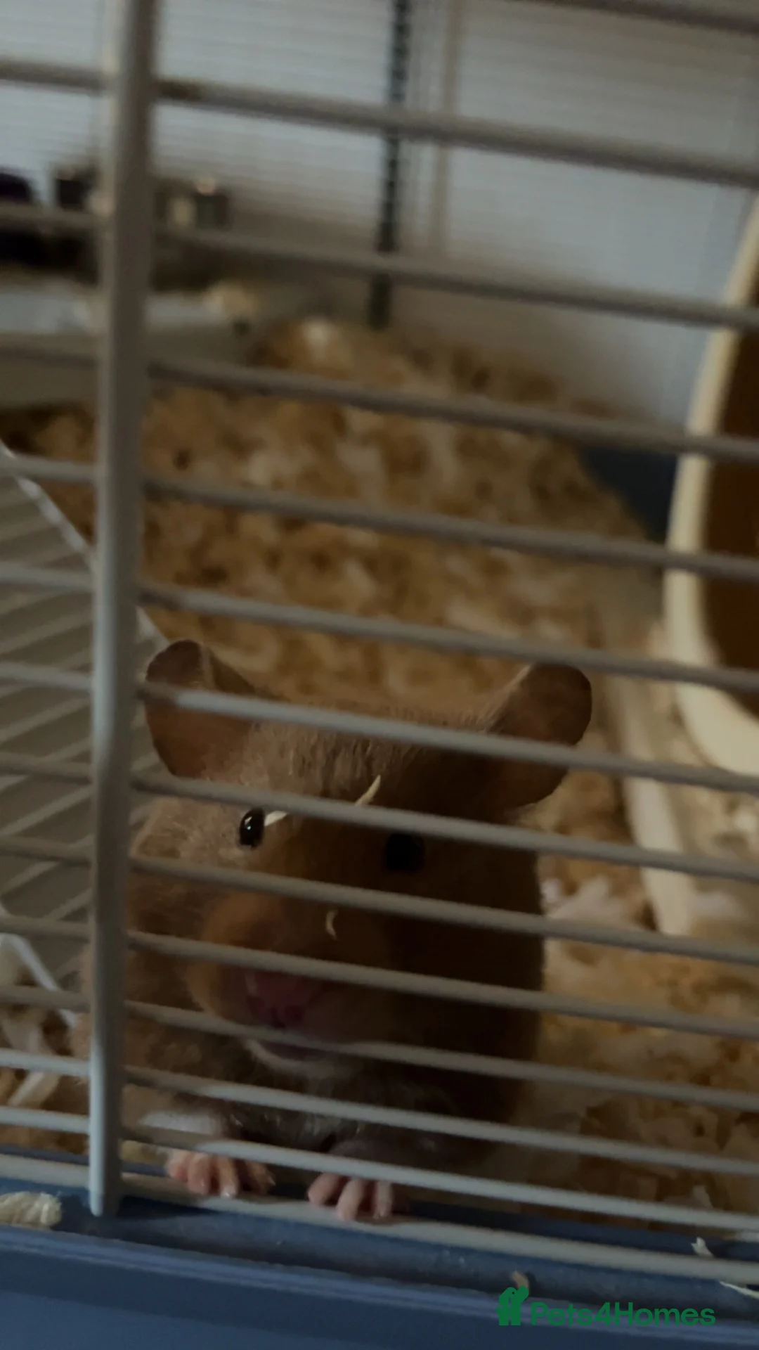 Hamster rodents for sale: Hamster for sale  in Lincoln - Advert 1