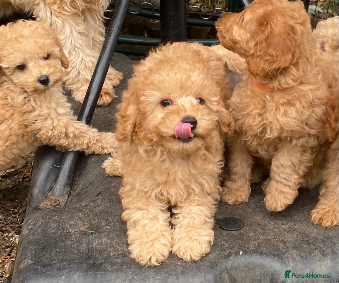 Toy Poodle dogs for sale: KC Girl Toy Poodle Girl  - Image 8