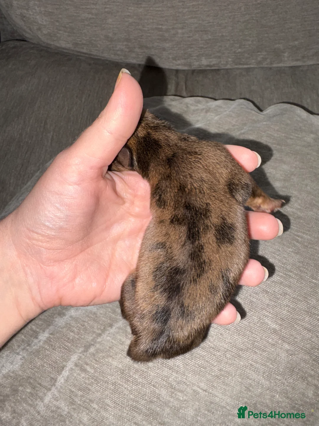 Mixed Breed dogs for sale: Mixed litter  in Doncaster - Advert 2