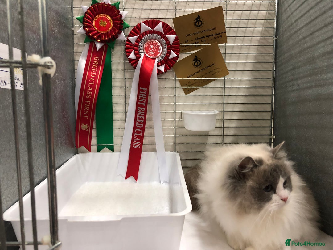 Ragdoll cats for sale: 💙🩷GCCF RAGDOLL KITTENS M&F 9WKS NEUT & SPAYED 🥇 - Image 39