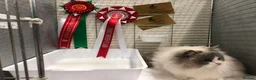 Ragdoll cats for sale: GCCF🥇PUREBRED REG RAGDOLL KITTENS AWARD WIN🥇 - Advert 24