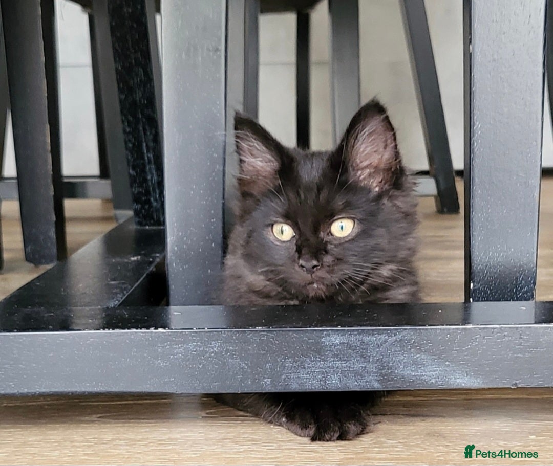 Mixed Breed cats Beautiful Maine Coon x Ragdoll Kittens for Sale - Advert 18