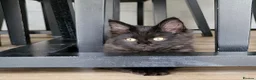 Mixed Breed cats for sale: Beautiful Maine Coon x Ragdoll Kittens for Sale - Advert 1