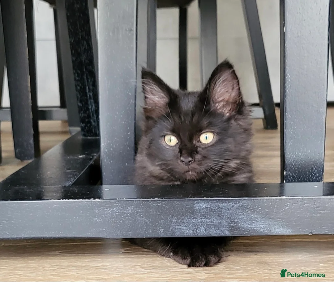 Mixed Breed cats for sale: Beautiful Maine Coon x Ragdoll Kittens for Sale - Advert 1