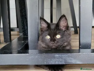 Mixed Breed cats Beautiful Maine Coon x Ragdoll Kittens for Sale - Advert 18