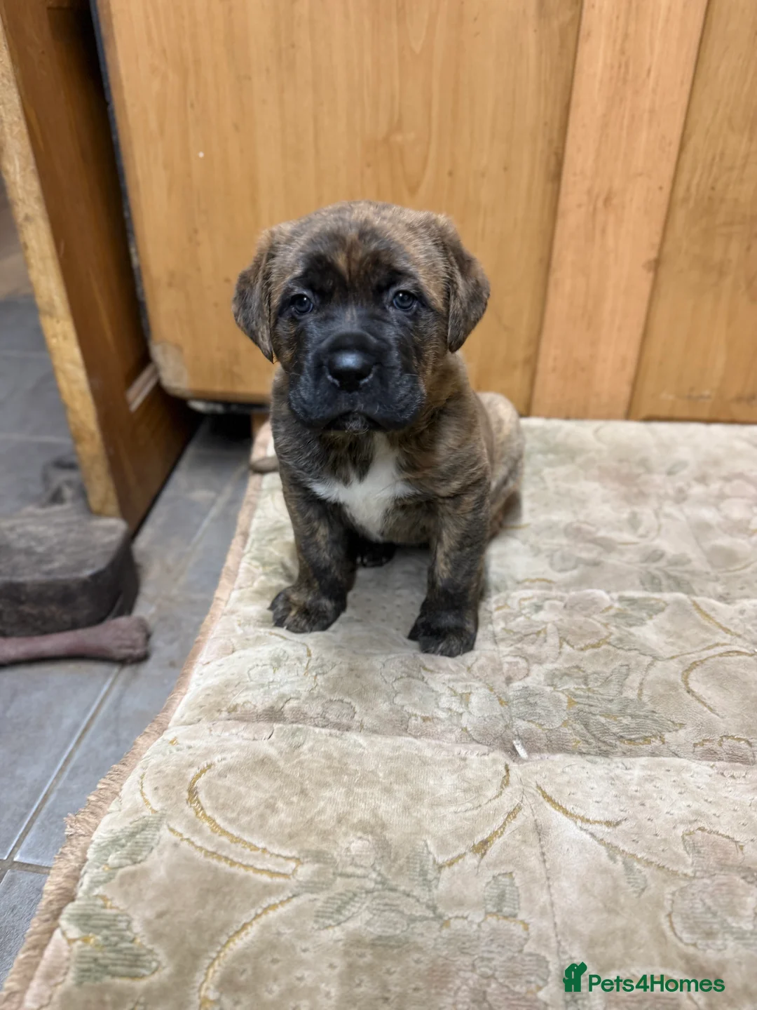 Mixed Breed dogs for sale: Mastiff cross puppy  - Advert 3