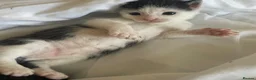 Mixed Breed cats for sale: 5 little kittens looking for there forever home - Advert 20