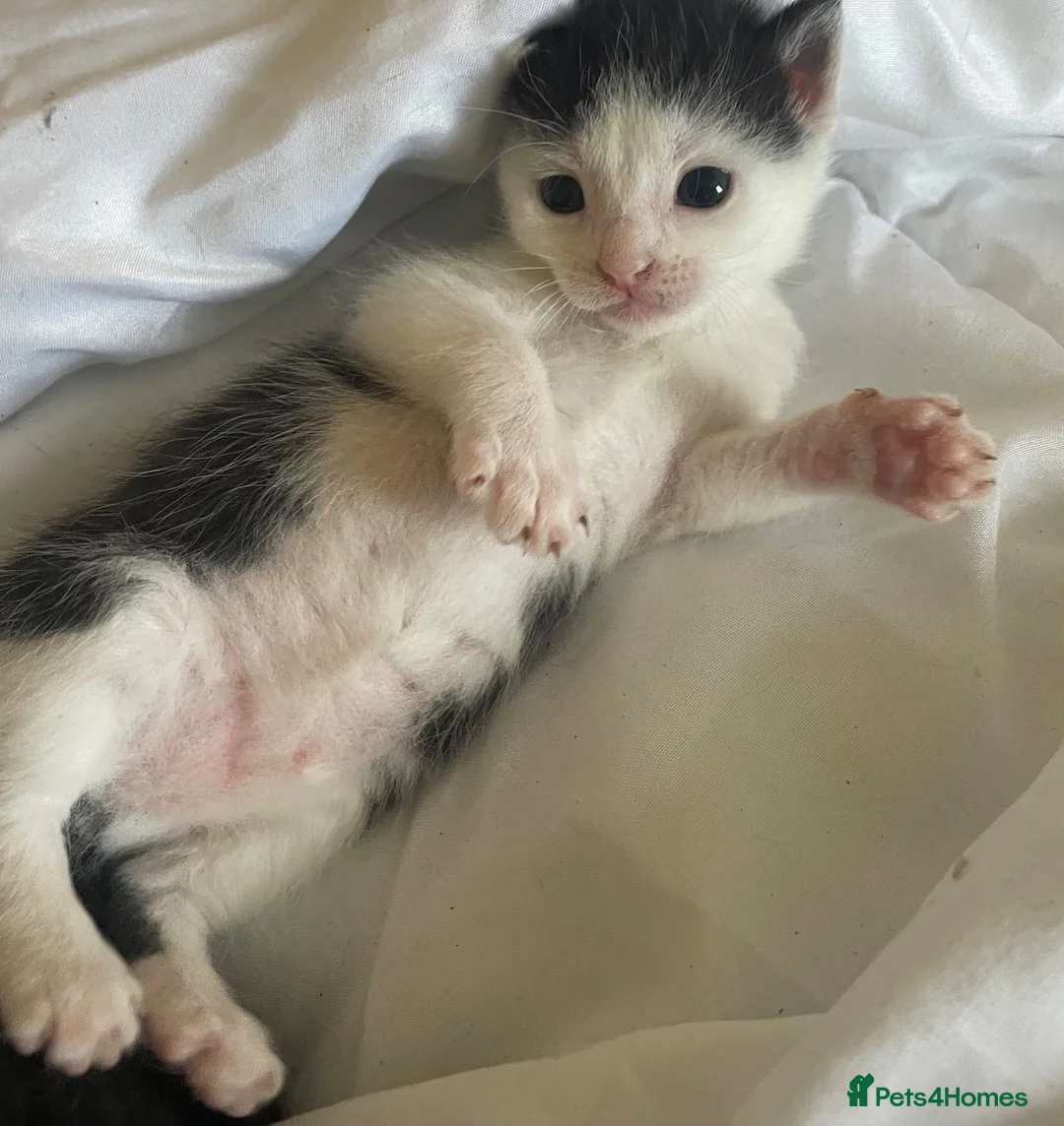 Mixed Breed cats for sale: 5 little kittens looking for there forever home - Advert 20