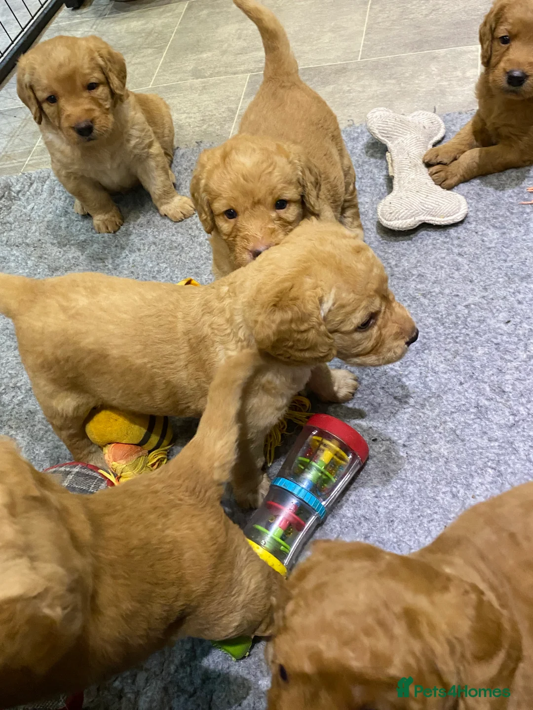 Labradoodle dogs for sale: F1 Red Miniature Labradoodles  - Advert 15