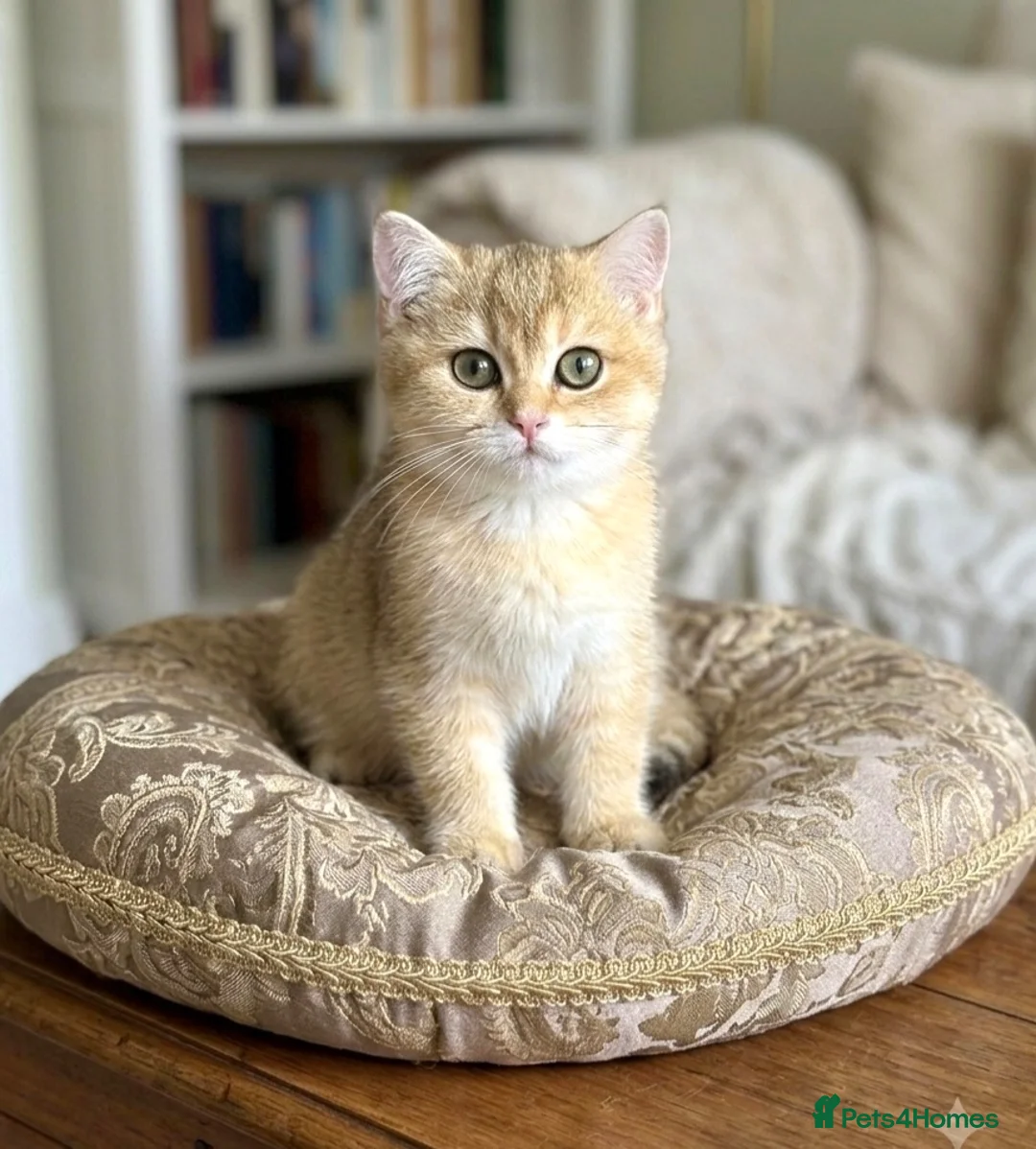 British Shorthair cats for sale: 🌟Last BSH Golden Shaded lovely girl left🌟 - Advert 2