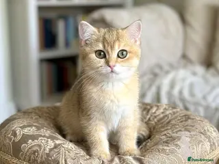 British Shorthair cats 🌟Last BSH Golden Shaded lovely girl left🌟 - Advert 6