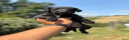 Mixed Breed dogs for sale: Beautiful Bedlington Whippet First Cross Puppies - Advert 2