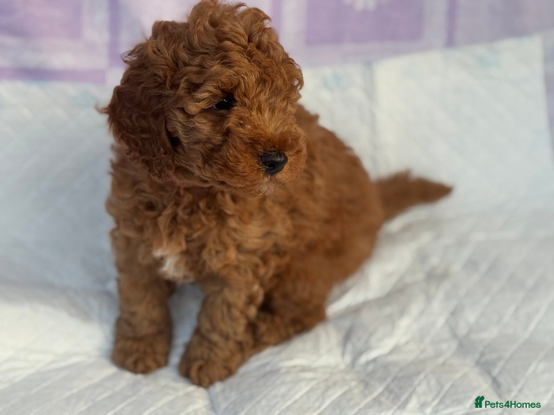 Cockapoo dogs for sale: Gorgeous Cockerpoo F1b - Image 32