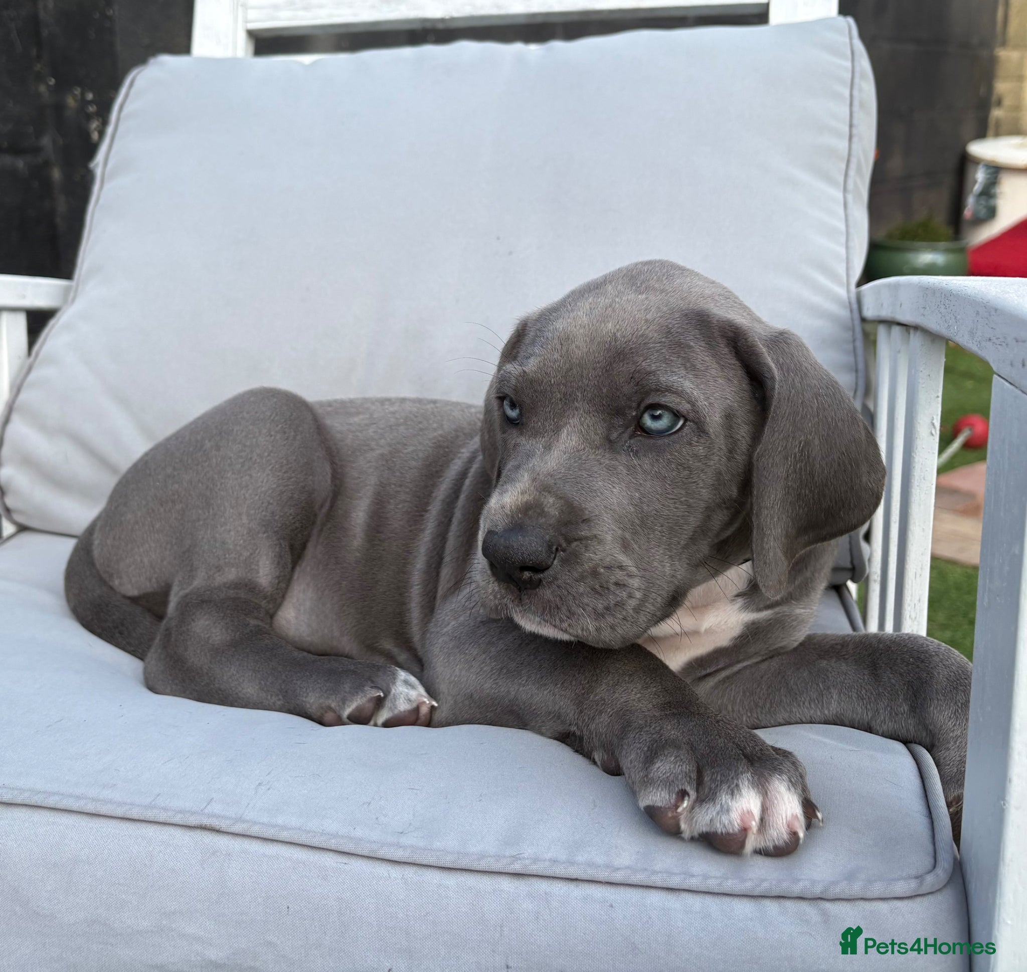 Great Dane dogs Pedigree registered blue and black Great Dane Pups - Advert 2